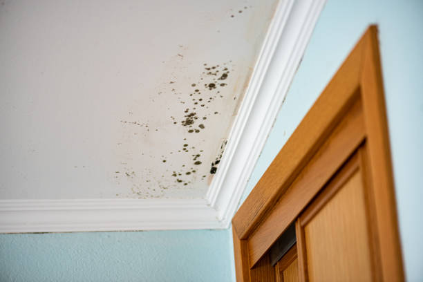 Best Water Damage & Mold Remediation  in Empire, CA